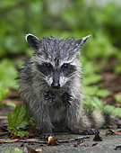 Racoon (Procyon lotor) young feeding in rain, Fort Myers, Florida, USA