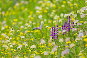 Alpine Flora, Col de la Cayolle, Ubaye Valley, Alpes Haute Provence, France, Europe
