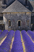 Senanque Abbey, The Abbaye de Senanque, Cistercian Architecture, Gordes Village, Provence, France, Europe
