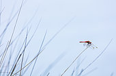 Dragonfly on grass, Provence, France