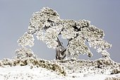 Pin recouvert de neige, Parc national de Guadarrama, Espagne