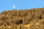 Lune gibbeuse au dessus d'une foret de Mélèzes d'Europe (Larix decidua), Région de Molines en Queyras, Alpes, France