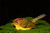 Yellow-breasted Warbler (Seicercus montis) on fern, Danum valley, Sabah, Borneo, Malaysia