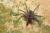 Huntsman spider (Heteropoda sp) eating an Aant, Danum valley, Sabah, Borneo, Malaysia