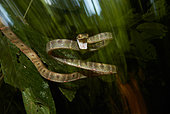 White-spotted cat snake (Boiga drapiezii) attacking, Danum valley, Sabah, Borneo, Malaysia