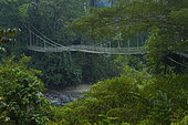 bridge in forest, Danum valley, Ssabah, Borneo, Malaisie