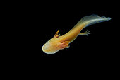 Axolotl Mexican salamander (Ambystoma mexicanum) on black background, native from mexico, captive from france