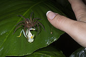Wandering spider devouring a Fleischmann's Glass Frog and woman thumb in Guatemala