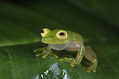 Fleischmann's Glass Frog male calling in Guatemala