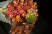 Fleischmann's Glass Frog on an Anthurium infructescence in Guatemala