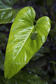 Fleischmann's Glass Frog on Philodendron's leaf in Guatemala