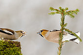 Male and Female Hawfinch (Coccothraustes coccothraustes) fight on a tree stump and on a shrub in winter, Alsace, France
