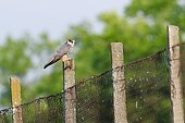 Eurasian Hobby (Falco Subbuteo) that captured a passerine in the Sinoe Lagoon, Romania