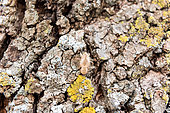 Cicada Exuviae on a corn oak, summer, Provence, France