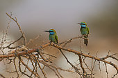 Green bee-eaters (Merops orientalis), pair on branch, Saudi Arabia