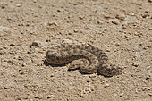 Arabian horned viper (Cerastes gasparettii), Saudi Arabia