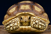 African spurred tortoise (Centrochelys sulcata), The Gambia