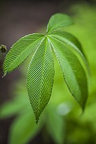 Silky-leaved Berry (Rubus lineatus)