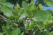 Feuillage et fruits de Badamier en Guadeloupe.