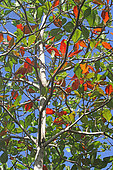 Branches et feuillage de Badamier en Guadeloupe.