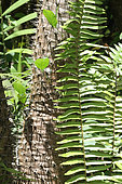 Tronc de Pachypodium en Guadeloupe.