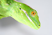 Portrait of Northland green gecko (Naultinus grayii) on white background, New-Zealand