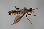 Robber fly (Choerades fimbriata) on a window pane, dorsal side, Sieuras, Ariège, France