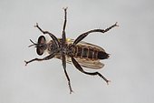 Robber fly (Choerades fimbriata) on a window pane, ventral side, Sieuras, Ariège, France