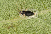 Sycamore Lace Bug (Corythucha ciliata) face ventrale, on plane tree, Sieuras, Ariège, France