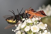 Thread-legged bug (Phymata crassipes) capturing a prey, it captures its prey like the praying mantis, la caire de Mauvezin, Haute-Garonne, France