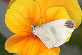 Wood White (Leptidea sinapis), Lac du Carla-Bayle, Ariège, France