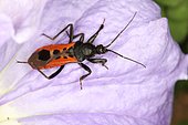 Corsair redback (Peirates hybridus), Sieuras, Ariège, France