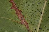 Sicamore Lace Bug (Corythucha ciliata) larvae and damage on plane tree, Sieuras, France