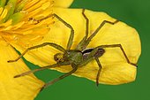 Griant Crab Spider (Micrommata ligurina) male, Sieuras, Ariège, France