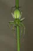 Griant Crab Spider (Micrommata ligurina) female, Sieuras, Ariège, France