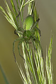 Griant Crab Spider (Micrommata ligurina) female, Sieuras, Ariège, France