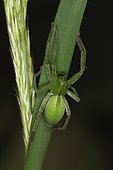 Griant Crab Spider (Micrommata ligurina) female, Sieuras, Ariège, France