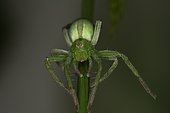 Griant Crab Spider (Micrommata ligurina) female, Sieuras, Ariège, France