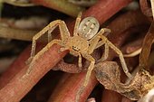 Hunt crab spider (Olios argelasius) female, Sieuras, Ariège, France