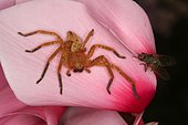 Hunt Crab Spider (Olios argelasius) male before catching its prey, Sieuras, Ariège, France