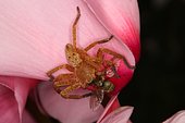 Hunt Crab Spider (Olios argelasius) male catching prey, Sieuras, Ariège, France