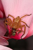 Hunt crab spider (Olios argelasius) male and prey, Sieuras, Ariège, France