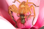 Hunt crab spider (Olios argelasius) male and prey, Sieuras, Ariège, France