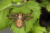 Crab Spider (Xisticus gallicus), Cirque d'Anglade, Coufflens, Ariège, France