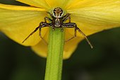 Crab spider (Xysticus kochi) male, Sieuras, Ariège, France