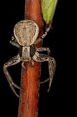 Female crab spider (Xysticus lanio), Cactuseraie d'Escaïre Figue, Montolieu, France