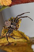 Male crab spider (Xysticus luctuosus), Mas Azil, Ariège, France