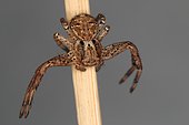 Ground Crab Spider (Xysticus robustus) female, Sieuras, Ariège, France