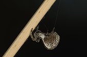 Female triangle spider (Hyptiotes paradoxus) with safety wire, Mas Azil, Ariège, France