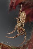 Male triangle spider (Hyptiotes paradoxus) on its web, Mas Azil, Ariège, France